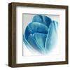 Mykonos Tulip Bloom-Miranda York-Framed Art Print