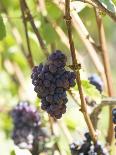 Pinot Noir Grapes on the Vine, New Zealand-Myles New-Framed Stretched Canvas