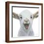 Brown Frame