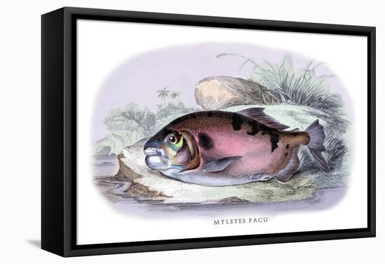 Myletes Pacu-Robert Hermann Schomburgk-Framed Stretched Canvas