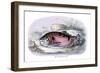 Myletes Pacu-Robert Hermann Schomburgk-Framed Premium Giclee Print