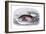 Myletes Pacu-Robert Hermann Schomburgk-Framed Art Print