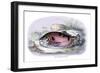 Myletes Pacu-Robert Hermann Schomburgk-Framed Art Print