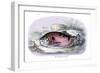 Myletes Pacu-Robert Hermann Schomburgk-Framed Art Print