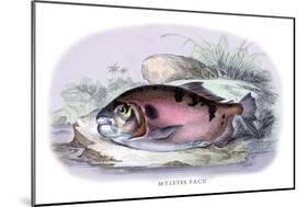 Myletes Pacu-Robert Hermann Schomburgk-Mounted Art Print