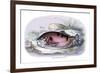 Myletes Pacu-Robert Hermann Schomburgk-Framed Art Print