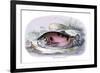 Myletes Pacu-Robert Hermann Schomburgk-Framed Art Print