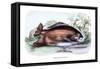 Myletes Pacu-Robert Hermann Schomburgk-Framed Stretched Canvas