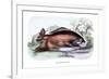 Myletes Pacu-Robert Hermann Schomburgk-Framed Art Print