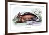 Myletes Pacu-Robert Hermann Schomburgk-Framed Art Print