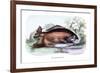 Myletes Pacu-Robert Hermann Schomburgk-Framed Art Print