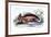 Myletes Pacu-Robert Hermann Schomburgk-Framed Art Print