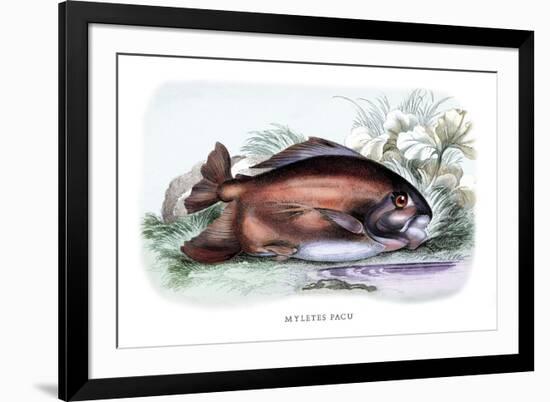 Myletes Pacu-Robert Hermann Schomburgk-Framed Art Print