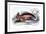 Myletes Pacu-Robert Hermann Schomburgk-Framed Art Print