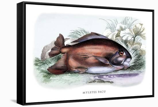 Myletes Pacu-Robert Hermann Schomburgk-Framed Stretched Canvas