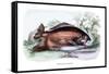 Myletes Pacu-Robert Hermann Schomburgk-Framed Stretched Canvas