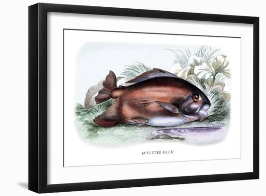 Myletes Pacu-Robert Hermann Schomburgk-Framed Art Print