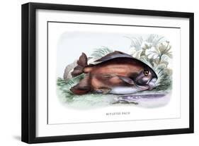 Myletes Pacu-Robert Hermann Schomburgk-Framed Art Print