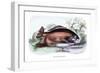 Myletes Pacu-Robert Hermann Schomburgk-Framed Art Print