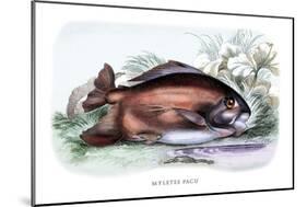 Myletes Pacu-Robert Hermann Schomburgk-Mounted Art Print