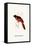 Myophon Us Temmenckii-A Century Of Birds From The Himalaya Mountains-John Gould & William Hart-John Gould-Framed Stretched Canvas