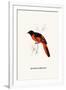 Myophon Us Temmenckii-A Century Of Birds From The Himalaya Mountains-John Gould & William Hart-John Gould-Framed Premium Giclee Print