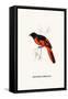 Myophon Us Temmenckii-A Century Of Birds From The Himalaya Mountains-John Gould & William Hart-John Gould-Framed Stretched Canvas