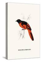 Myophon Us Temmenckii-A Century Of Birds From The Himalaya Mountains-John Gould & William Hart-John Gould-Stretched Canvas
