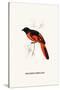 Myophon Us Temmenckii-A Century Of Birds From The Himalaya Mountains-John Gould & William Hart-John Gould-Stretched Canvas
