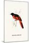 Myophon Us Temmenckii-A Century Of Birds From The Himalaya Mountains-John Gould & William Hart-John Gould-Mounted Art Print