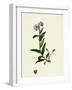 Myosotis Alpestris Alpine Forget-Me-Not-null-Framed Giclee Print