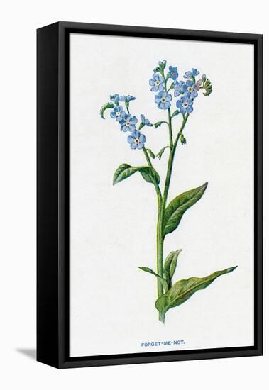 Myosotis Palustris-F Edward Hulme-Framed Stretched Canvas