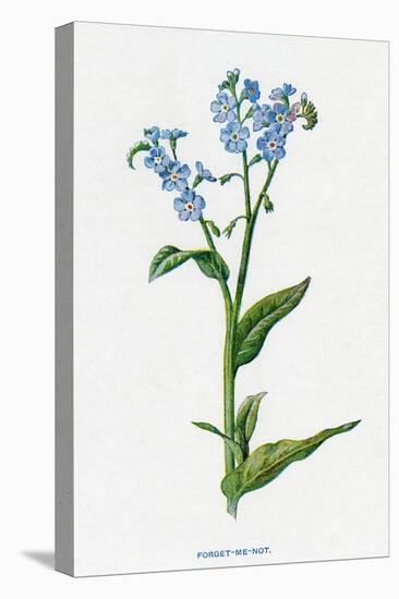 Myosotis Palustris-F Edward Hulme-Stretched Canvas