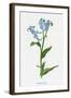 Myosotis Palustris-F Edward Hulme-Framed Art Print