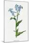 Myosotis Palustris-F Edward Hulme-Mounted Art Print