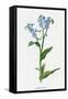 Myosotis Palustris-F Edward Hulme-Framed Stretched Canvas