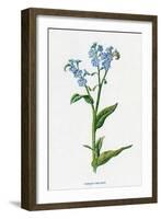 Myosotis Palustris-F Edward Hulme-Framed Art Print