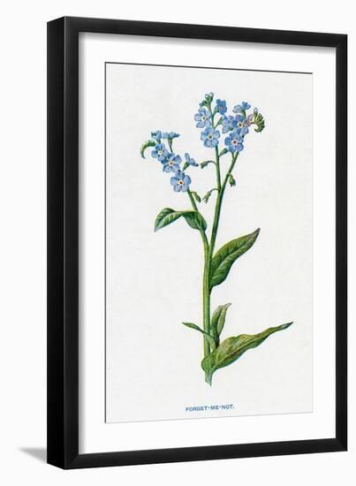 Myosotis Palustris-F Edward Hulme-Framed Art Print