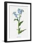 Myosotis Palustris-F Edward Hulme-Framed Art Print