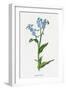 Myosotis Palustris-F Edward Hulme-Framed Art Print