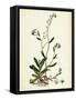 Myosotis Repens Creeping Water Forget-Me-Not-null-Framed Stretched Canvas