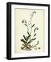 Myosotis Repens Creeping Water Forget-Me-Not-null-Framed Giclee Print