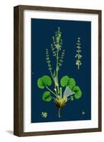 Myosotis Sylvatica; Wood Forget-Me-Not-null-Framed Giclee Print