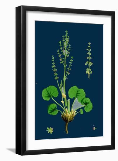 Myosotis Sylvatica; Wood Forget-Me-Not-null-Framed Giclee Print