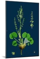 Myosotis Sylvatica; Wood Forget-Me-Not-null-Mounted Giclee Print