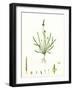 Myosurus Minimus Common Mouse-Tail-null-Framed Giclee Print