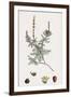 Myriophyllum Spicatum Spiked Water-Milfoil-null-Framed Giclee Print