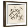 Myristica, Diagramatical Representation of the Various Parts of the Nutmeg Tree-null-Framed Art Print