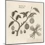 Myristica, Diagramatical Representation of the Various Parts of the Nutmeg Tree-null-Mounted Art Print