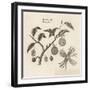 Myristica, Diagramatical Representation of the Various Parts of the Nutmeg Tree-null-Framed Art Print